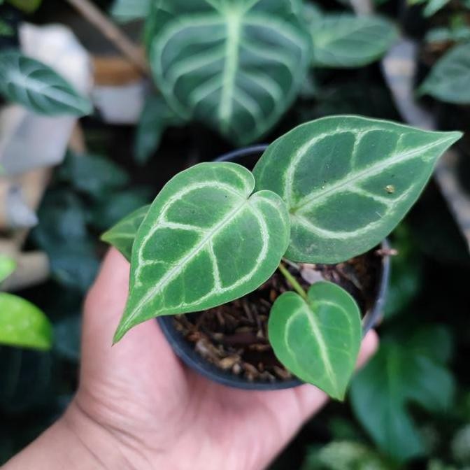 Anthurium Regale X Anthurium Dorayaki
