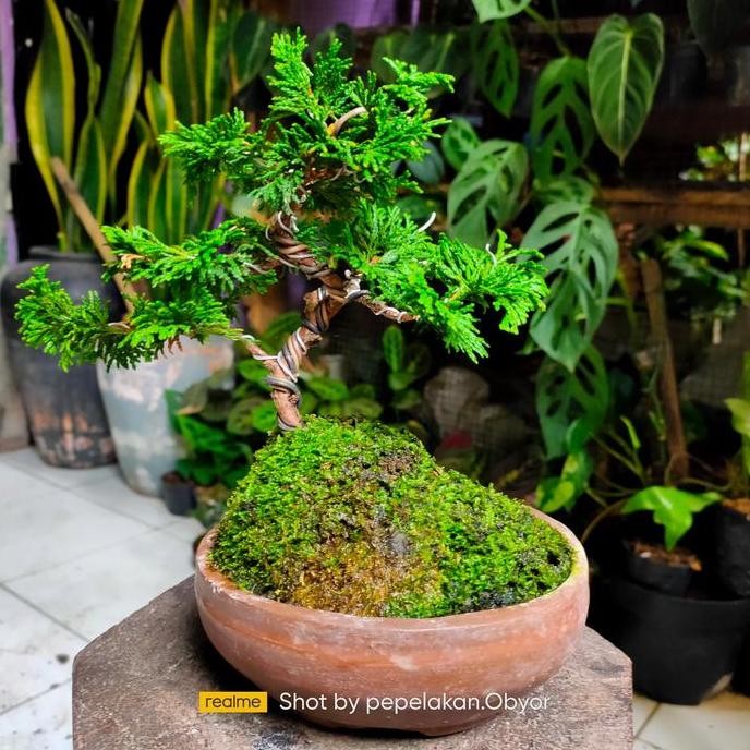 Bonsai Cemara Hinoki Sudah Jadi Tinggal Pajang + Pot