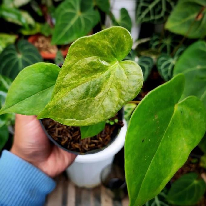 Anthurium Andraeanum Variegata || Anthurium Variegata || Realpict