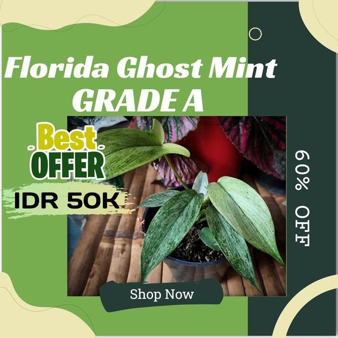 Philodendron Florida Ghost Mint