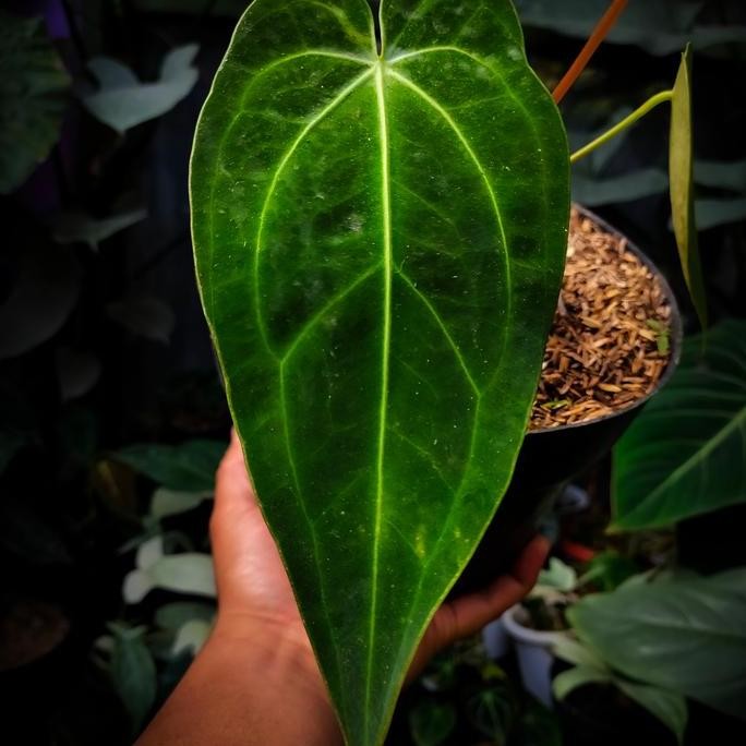 Anthurium Warocqueanum X Magnificum