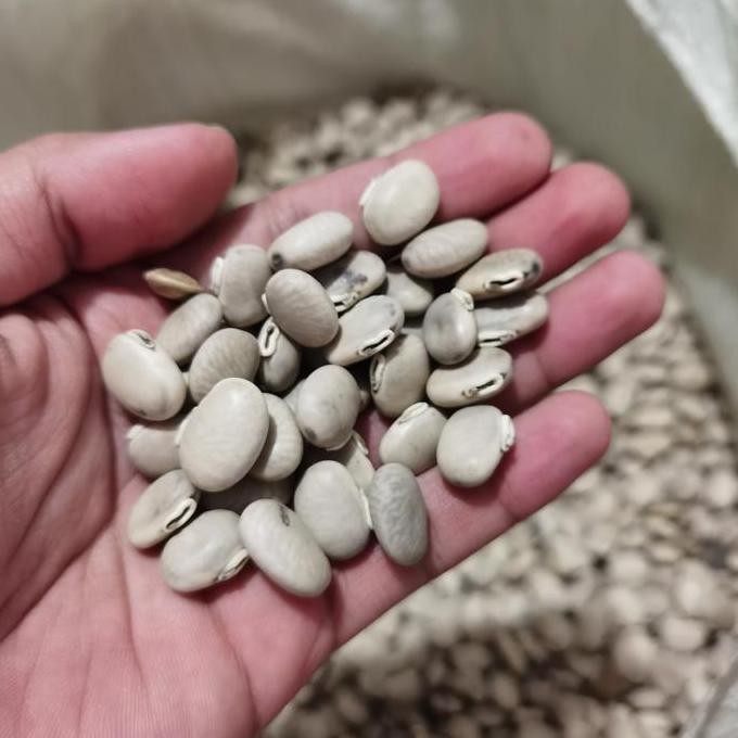 Promo Benih MC, Biji benguk MC, kacang Mucuna cochinchinensis COD