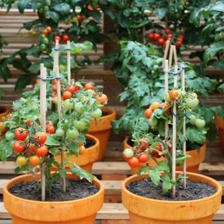 

Promo tomat cerry di jamin berbuah + pot COD