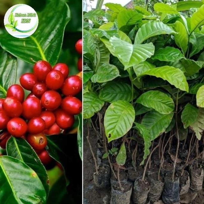 Promo Bibit Tanaman Kopi Robusta Sambung COD