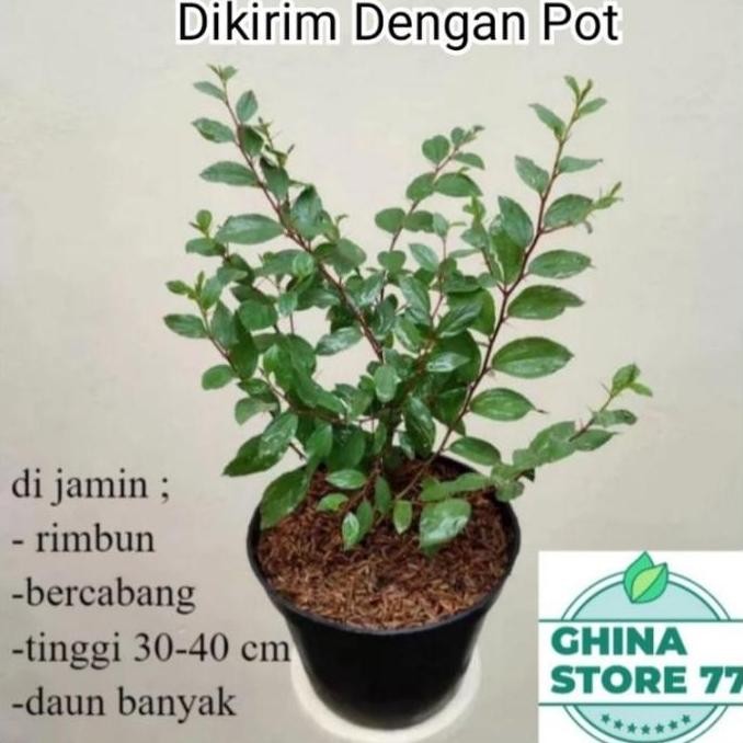 Promo Tanaman Bidara Arab Asli / Pohon Bidara Arab COD