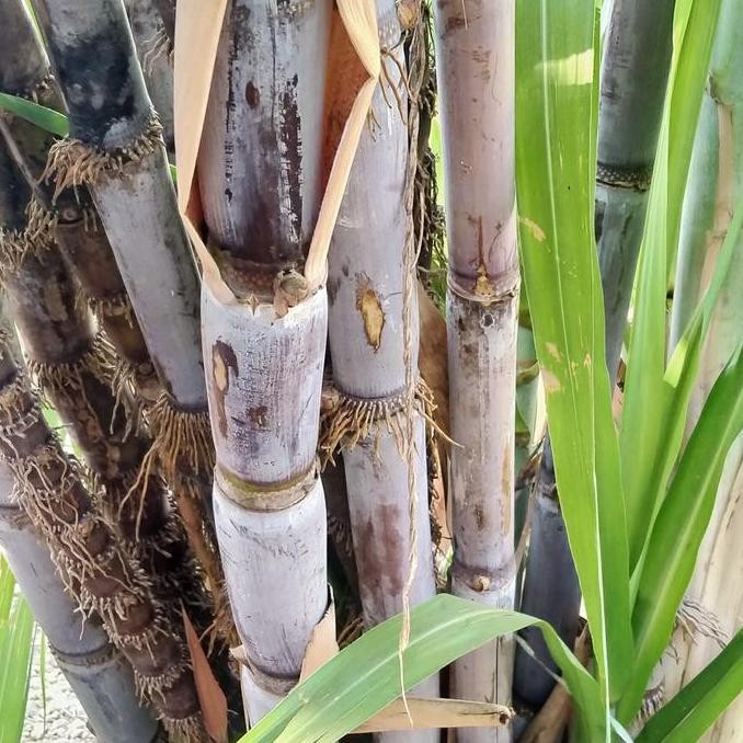 

Promo BATANG TEBU HITAM ACARA TOLAK BALA UNTUK KESELAMATAN Khusus GOJEK GRAB COD