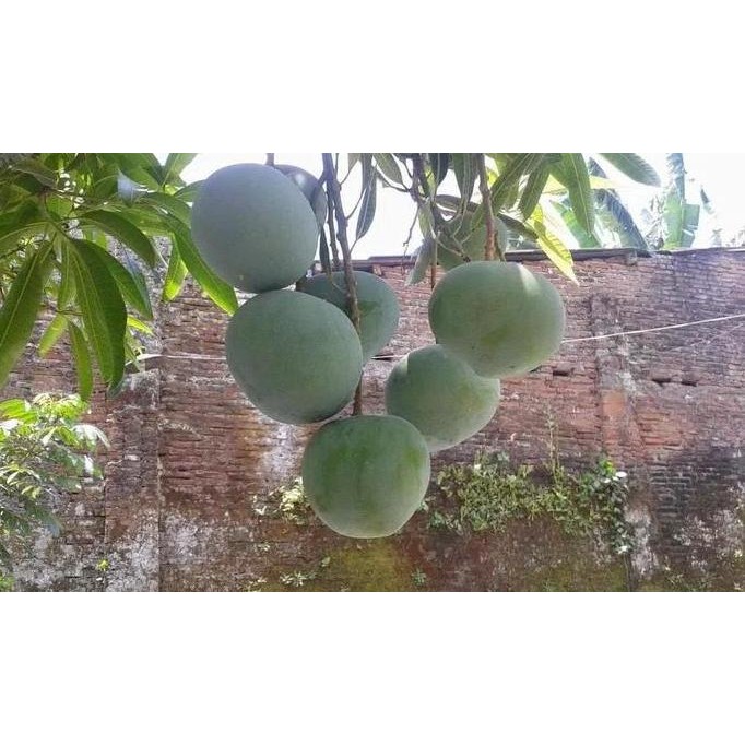 

Promo Pohon Mangga Apel super manis COD