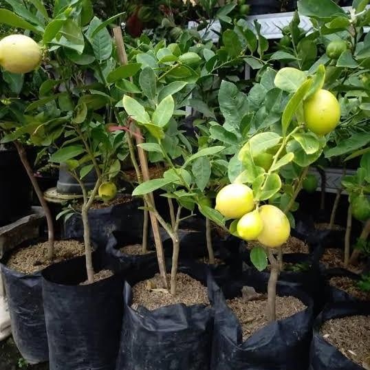 

Promo tanaman buah jeruk lemon COD
