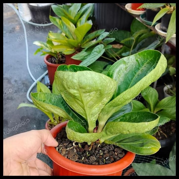 TERMURAH ANTHURIUM JEMANI MANGKOK PLUTO