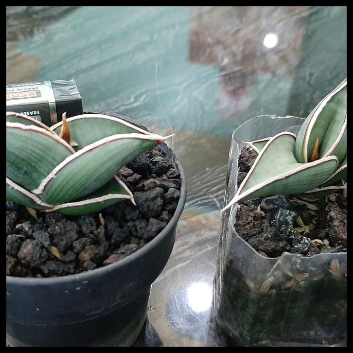 BEST DEAL SANSEVIERA RORIDA 1 POT 