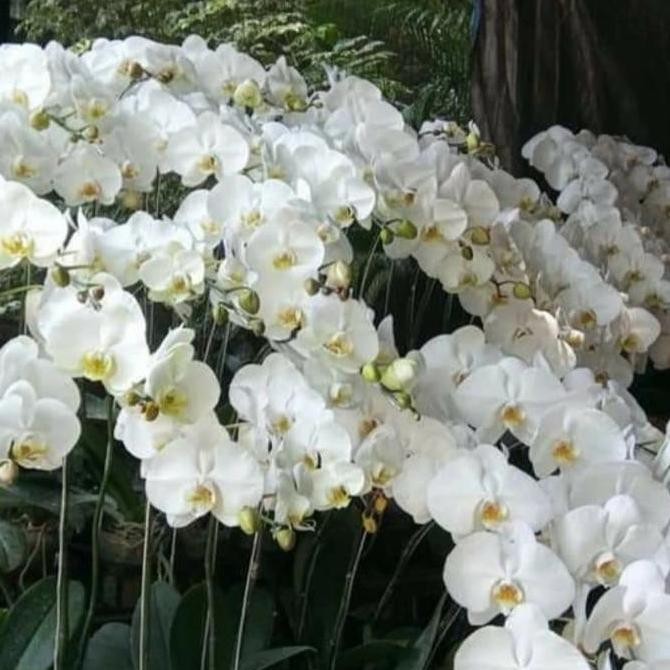 Bunga anggrek bulan putih