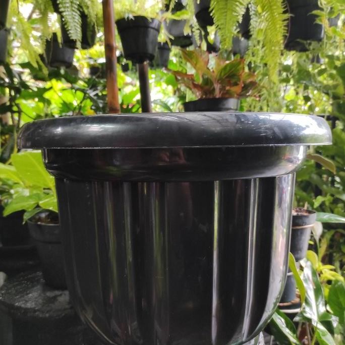 POT BUNGA TULIP 60CM + TATAKAN LION STAR - POT TANAMAN PLASTIK BESAR