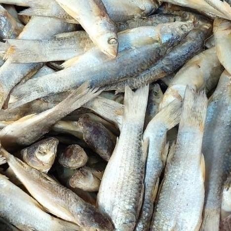 

Ikan Asin Belanak 250gr / 500gr - Ikan Asin Padet Enak Gurih