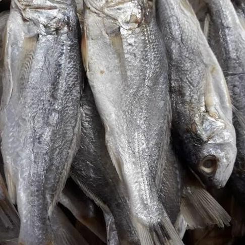 

IKAN ASIN GULAMO BULAT KERING
