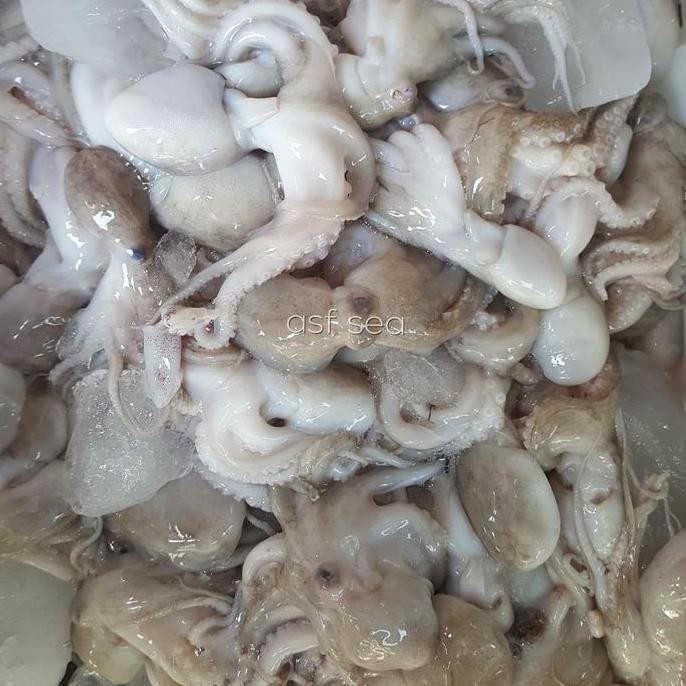 Baby octopus / baby gurita frozen
