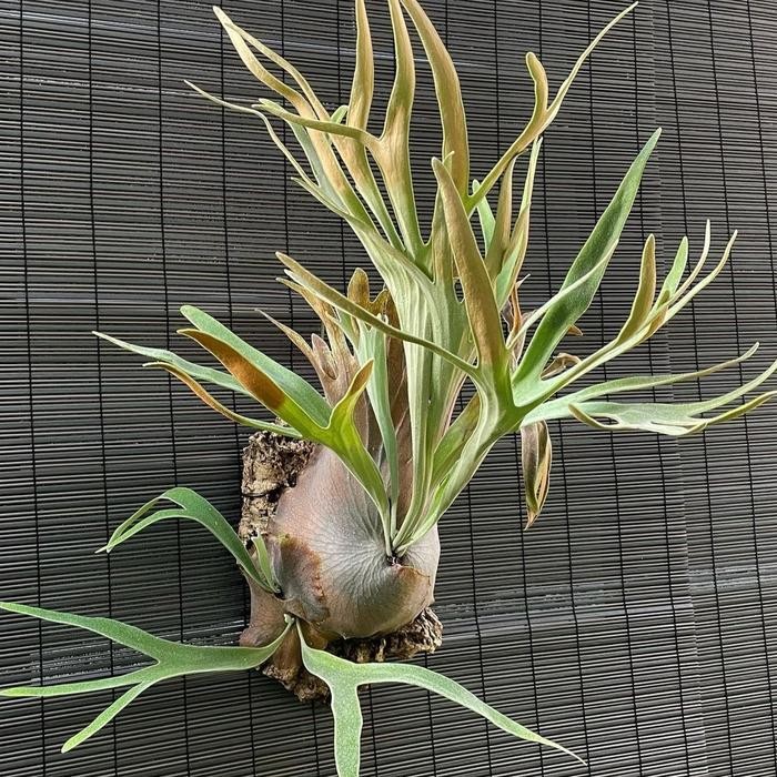 Tanaman Platycerium Blue Boy/Veitchii (Baru Split) Termurah Best Quality 100% Original