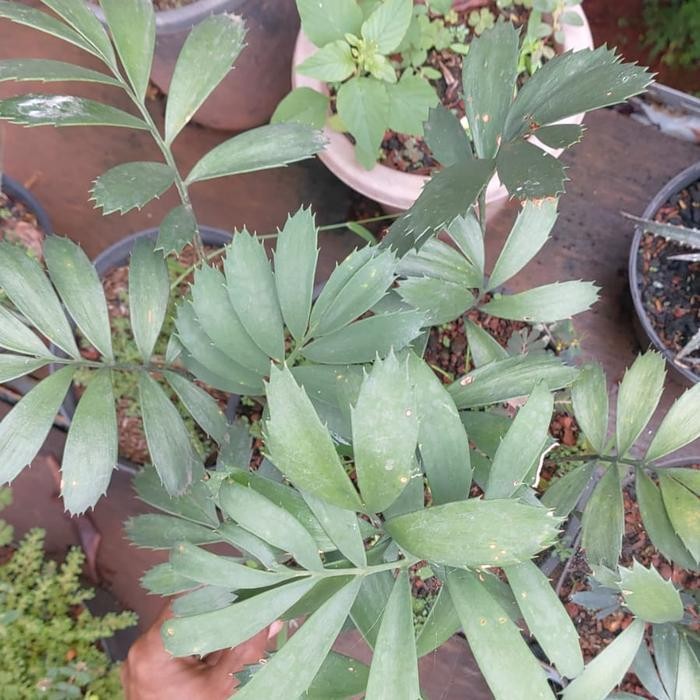 Ence Encephalartos Tanaman Gurun Afrika, Ferox Seedling, Dari Biji Termurah Best Quality 100% Origin