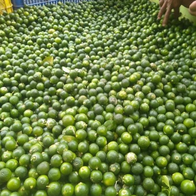 

RKM BUAH JERUK SONKIT/JERUK KUNCI / LEMON CUI / JERUK KIETNA