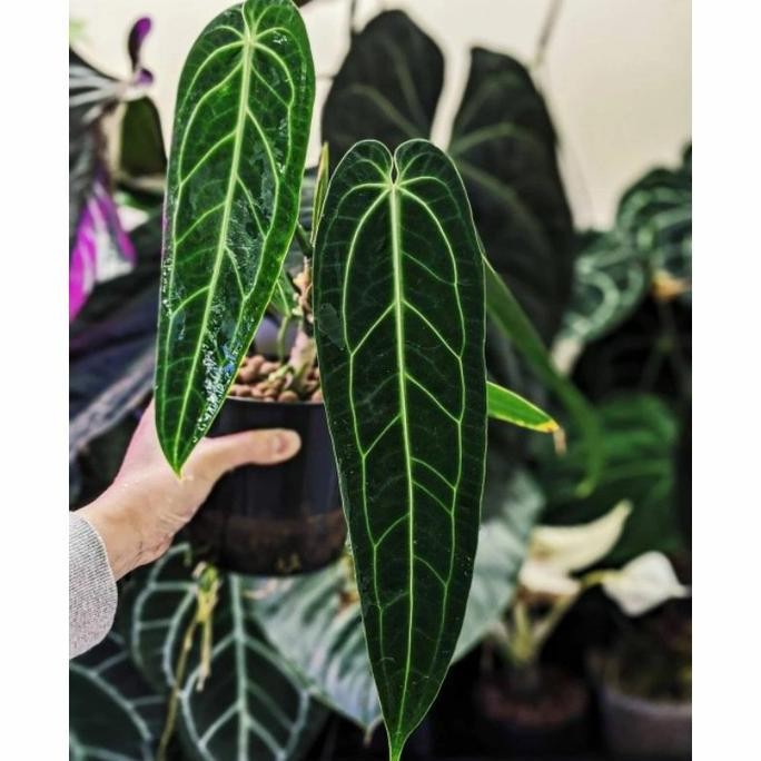 Tanaman Hias Anturium Warocqianum / Anturium lidah Gajah / Bibit