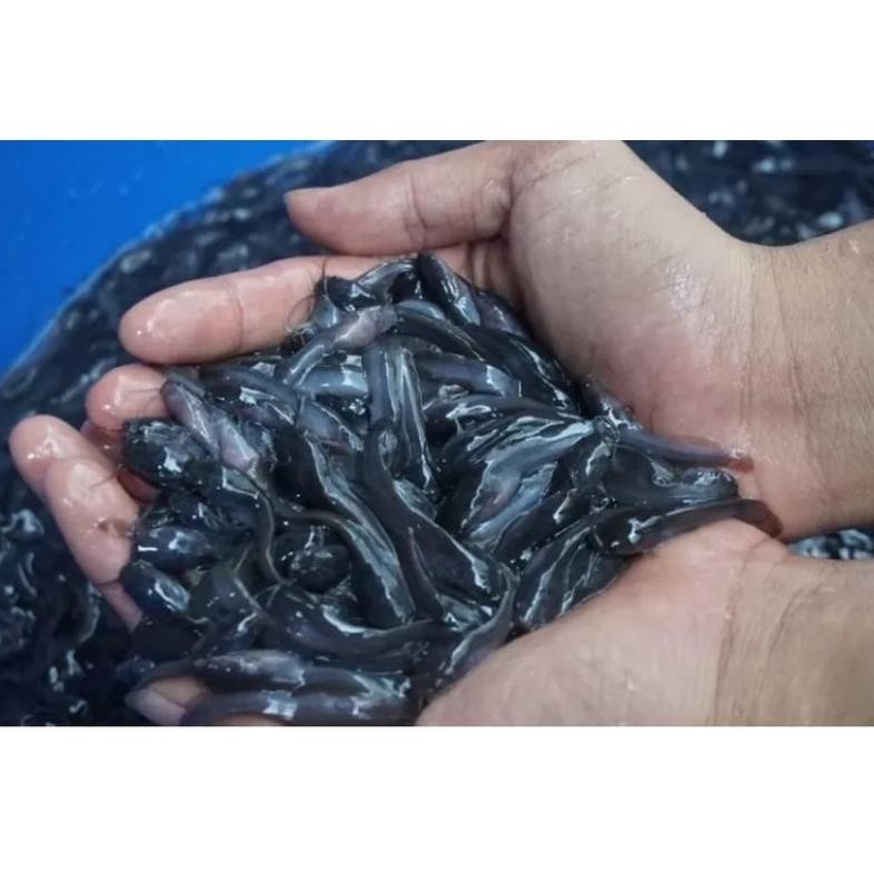 bibit lele isi 100ekor DiM