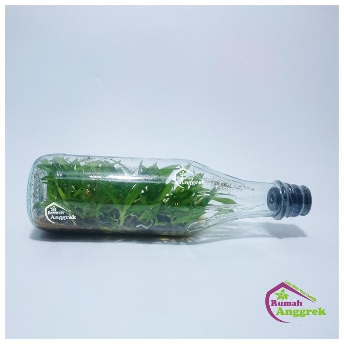 Bibit Botol Dendrobium Lasianthera Spesies Anggrek Strawberry Papua Original Dan Terpercaya