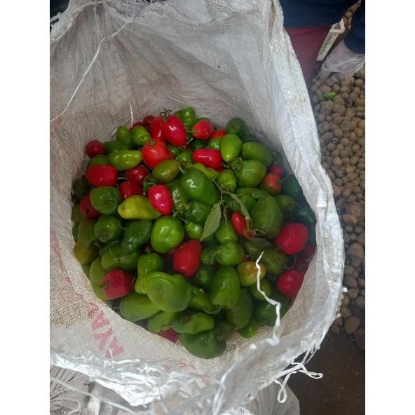 

Terpopuler Cabai Bandung Khas Dieng | Cabai Gendot | Cabai Segar