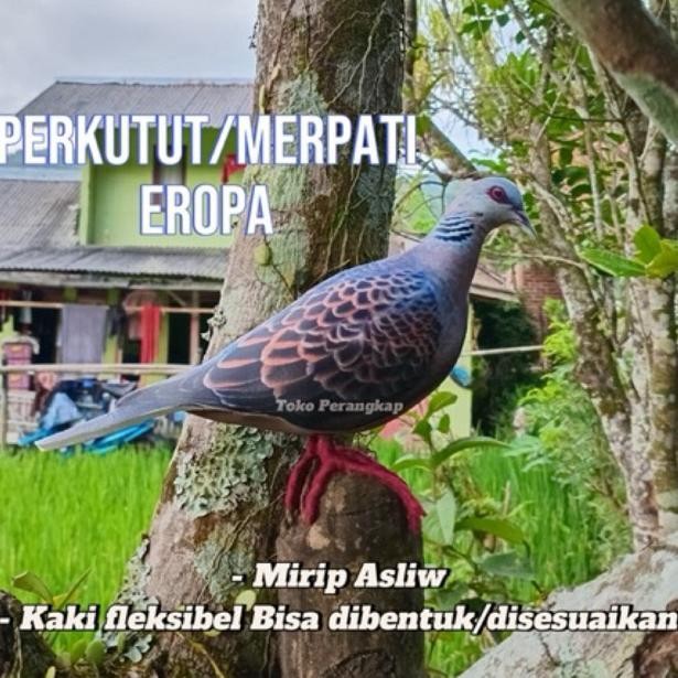 Patung Burung Perkutut Eropa / Merpati Eropa DiM