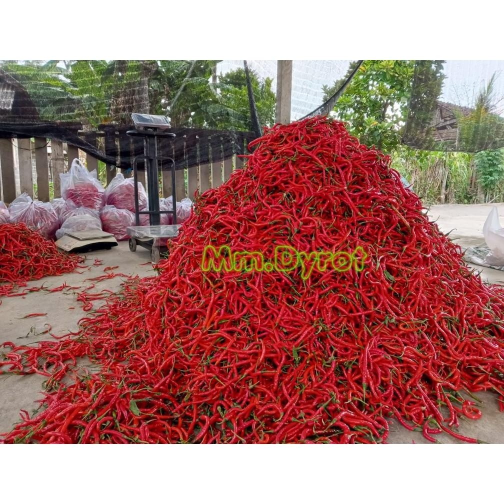 

Efisien [ Jatim Saja ] Cabe Merah Keriting 1Kg / Cabe Keriting Merah 1Kilo / Cabai Keriting 1Kg Fresh Segar Panen Langsung Dari Petani