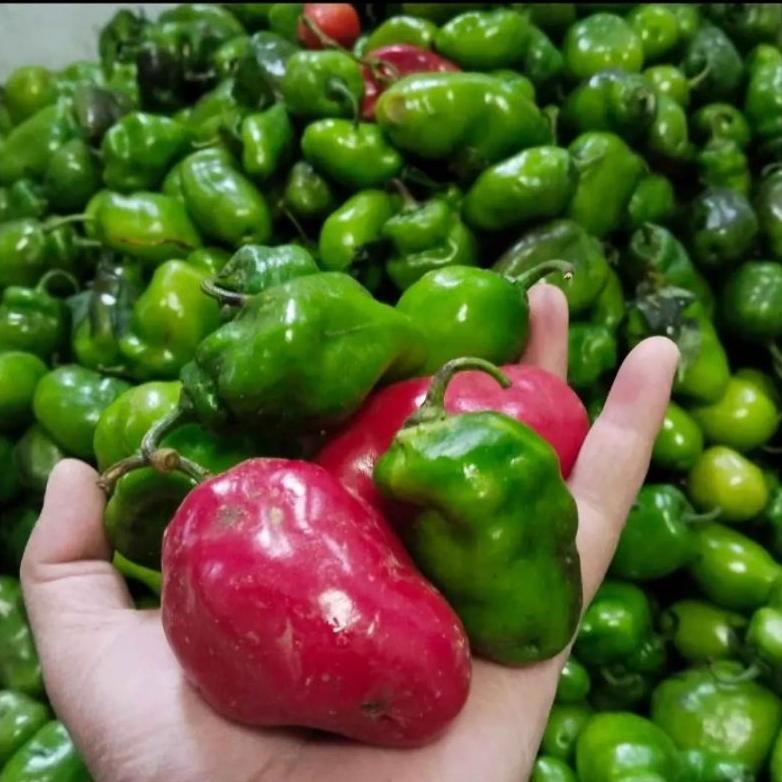 

Mudah Perawatan Cabe Gendot Segar 500 Gram - Fresh Organik