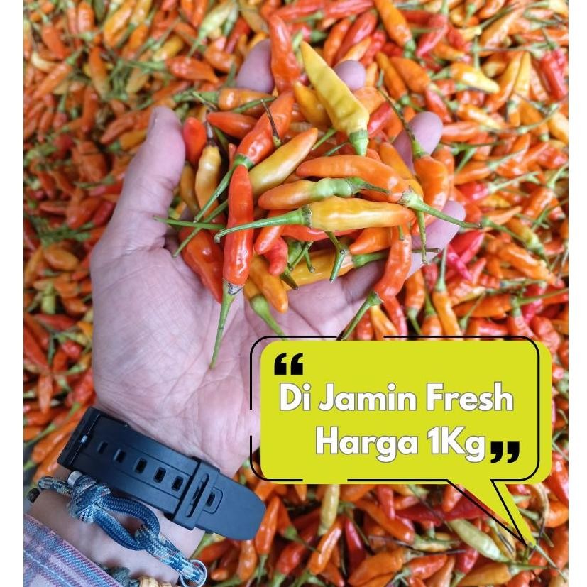 

Penuh Inovasi Cabe Rawit Merah 1Kg / Cabai Rawit Merah 1 Kg / Lombok Rawit Merah Fresh 1 Kg Cabe Rawit Setan Packing Kardus