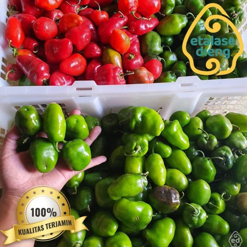 

Cocok Cabai / Cabe Gendot / Cabe Dieng / Cabe Gendut / Habanero / Cabe Fresh / Cabe / 1Kg / 0,5 Kg