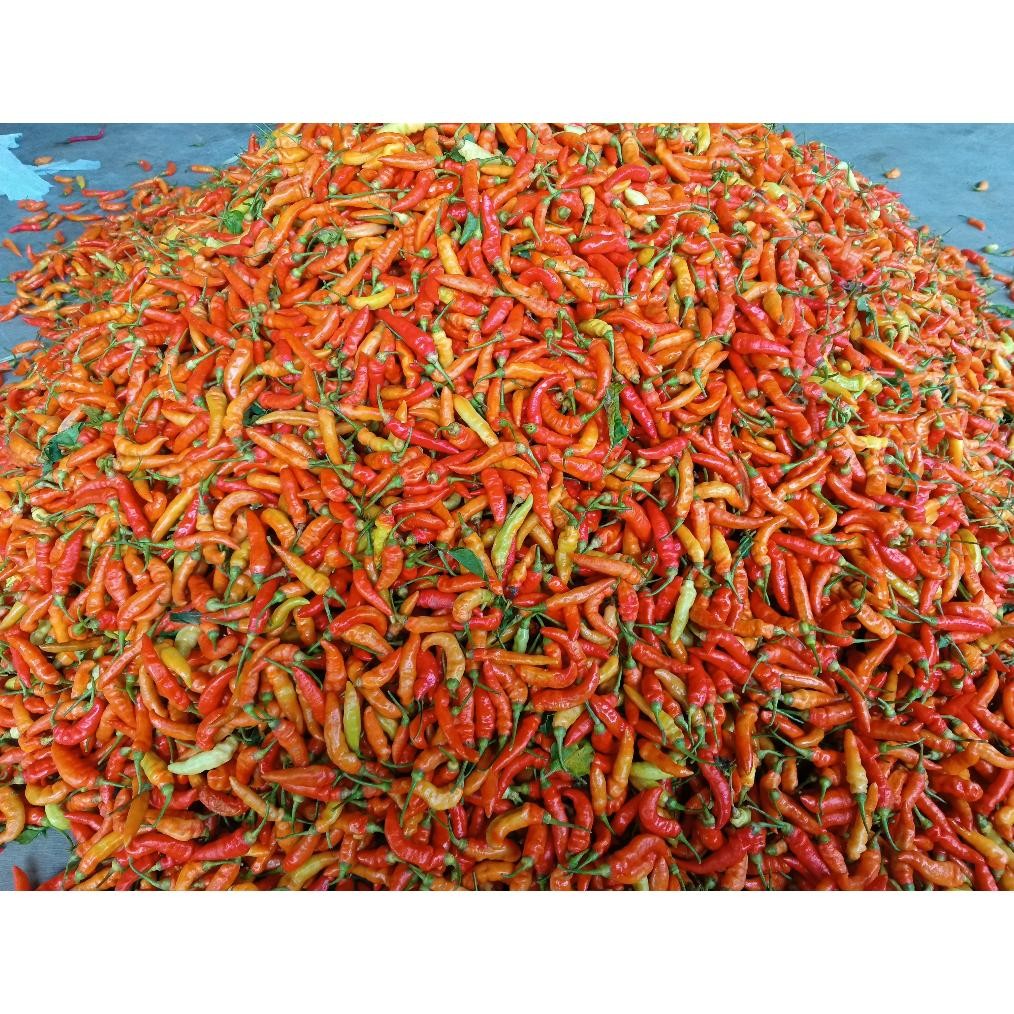 

Mewah Cabe Rawit Merah 1Kg / Cabai Rawit Merah 1 Kg / Lombok Rawit Merah Fresh 1 Kg Cabe Rawit Setan Packing Kardus