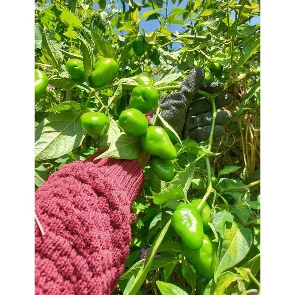 

Waktu Terbatas Cabai Gendot Asli Dieng ( Promo Harga Termurah) Berat 1 Kg