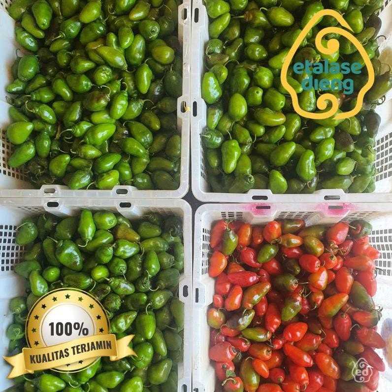 

Trendi Cabai / Cabe Gendot / 1.25 Kg / Cabe Gendut / Potongan Ongkir