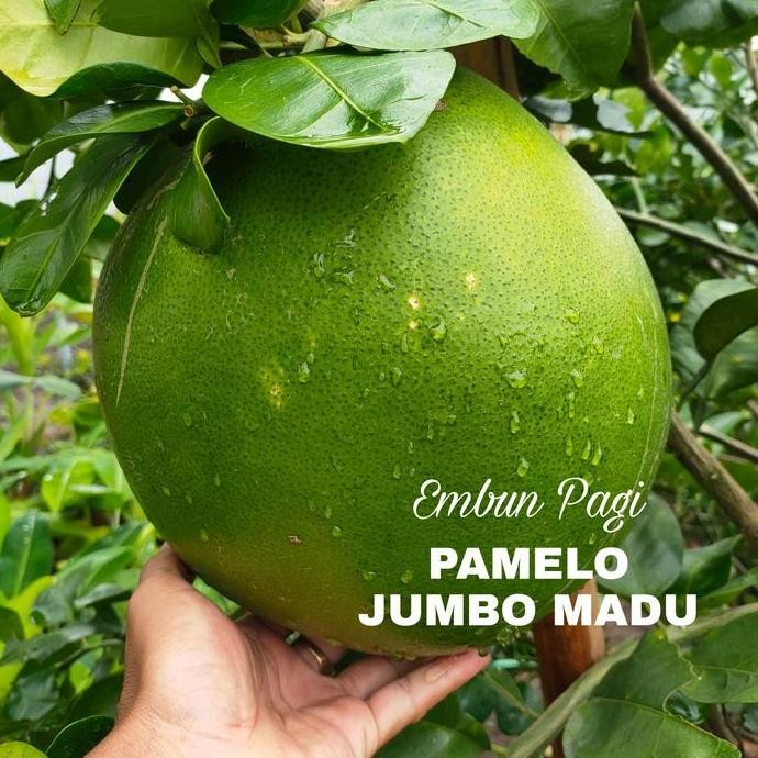 

TERMURAH BIBIT JERUK PAMELO JUMBO MADU TINGGI 1 METER SIAP TANAM UNGGUL