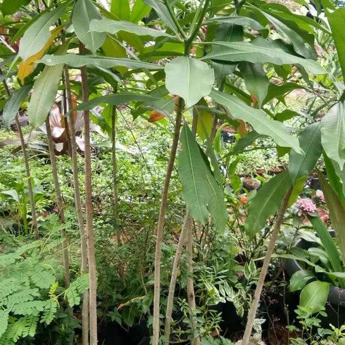 Best Item, Bibit Pohon Pelindung Bintaro - Pohon Pengusir Tikus