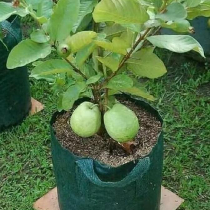 

TERMURAH BIBIT JAMBU KRISTAL MADU PUTIH NON BIJI CANGKOK TANAMAN BUAH CEPAT BERBUAH