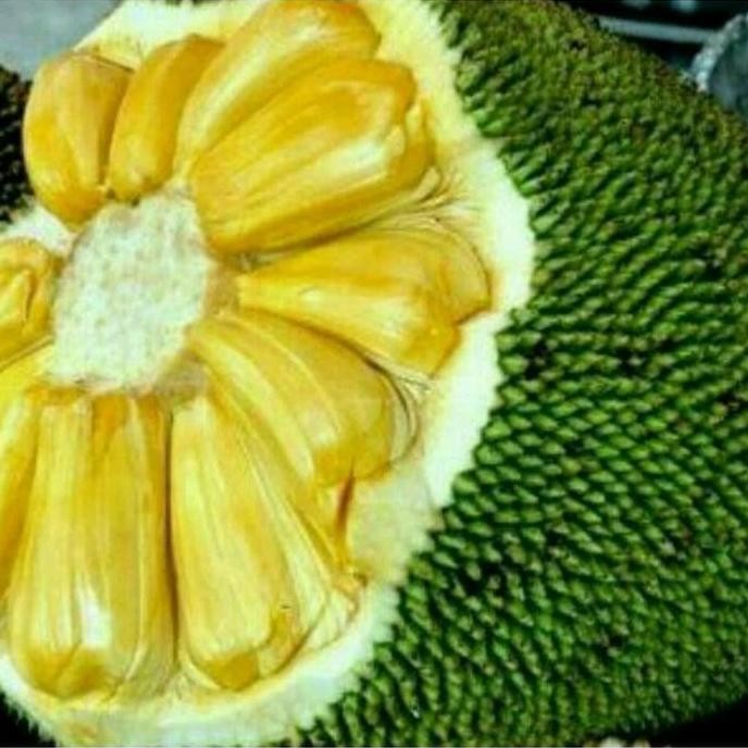 

TERMURAH BIBIT NANGKA MADU SUPER UNGGUL CEPAT BERBUAH