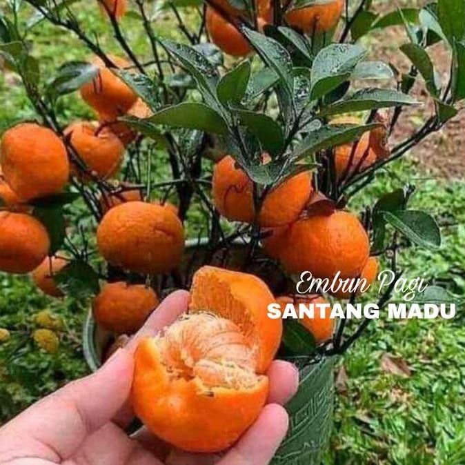 

TERMURAH BIBIT BUAH JERUK SANTANG MADU OKULASI CEPAT BERBUAH DAN MANIS