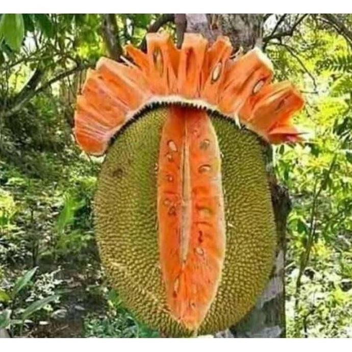 

TERMURAH BIBIT NANGKA MERAH MADU OKULASI | CEPAT BERBUAH COCOK POT/PERKEBUNAN