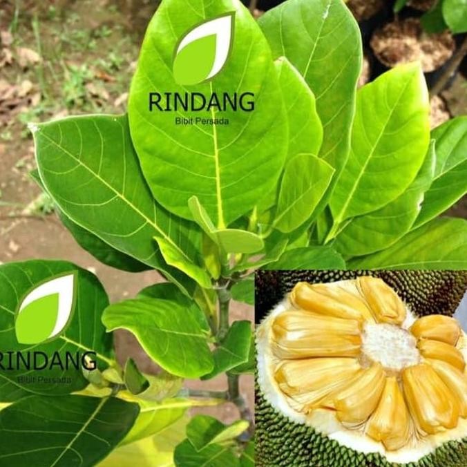 

TERMURAH BIBIT NANGKA MADU UNGGUL CEPAT BERBUAH BUAH BESAR MANIS LEGIT