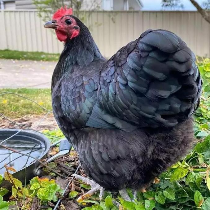 

TELUR AYAM AUSTRALOP / TELUR TETAS BLACK AUSTRALORP