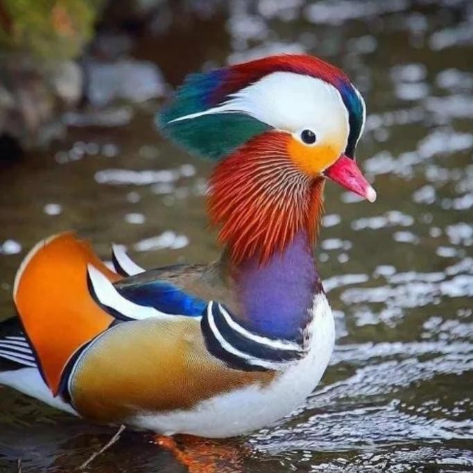 

TELUR BEBEK SIAP TETAS BEBEK HIAS ASLI TERNAK SENDIRI