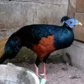 

TELUR TETAS SEMPIDAN