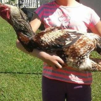 

TELUR TETAS AYAM GORILA JAWA SUPER JUMBO RAKSASA