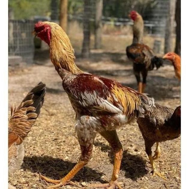 

TERLARIS | TERBESAR | TERLENGKAP PROMO 10 BUTIR TELUR TETAS AYAM INDIO GIGANTE ORI IMPOR. AYAM. HIAS. AYAM LAGA. AYAM KAMPUNG ASLI | REAL STOCK