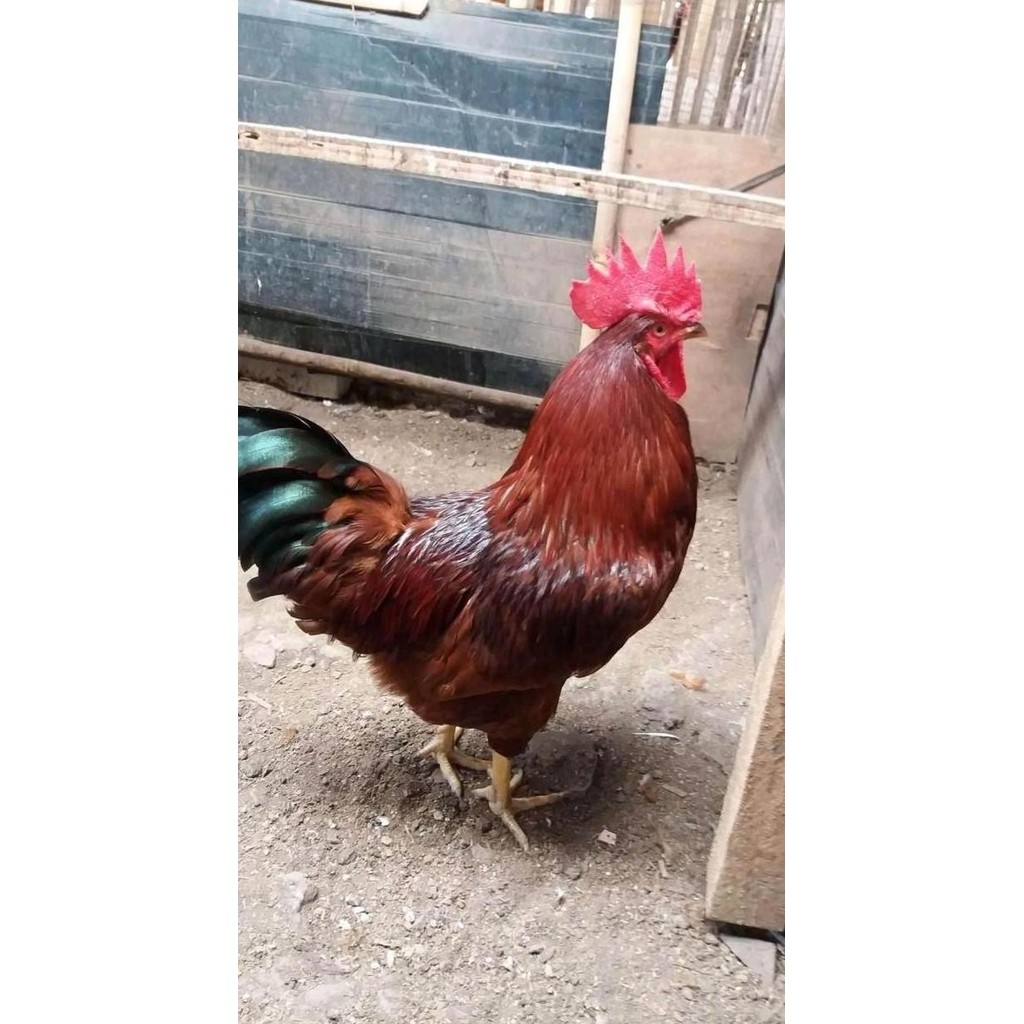 

NEW TELUR TETAS FERTIL FRESH | RHODE ISLAND RED | RIR | SATU BUTIR