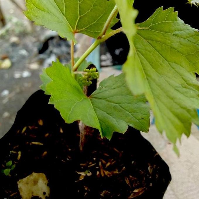 Bibit Anggur red master- Pohon Anggur - Tanaman cepat berbuah MMZ