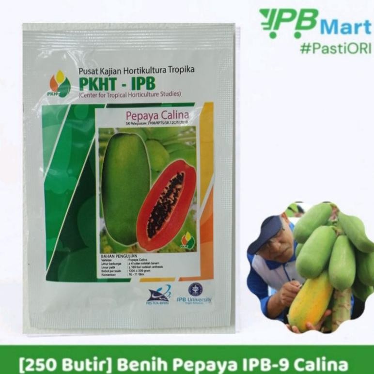 Benih Pepaya Calina PKHT IPB 9 Kemasan 250 butir