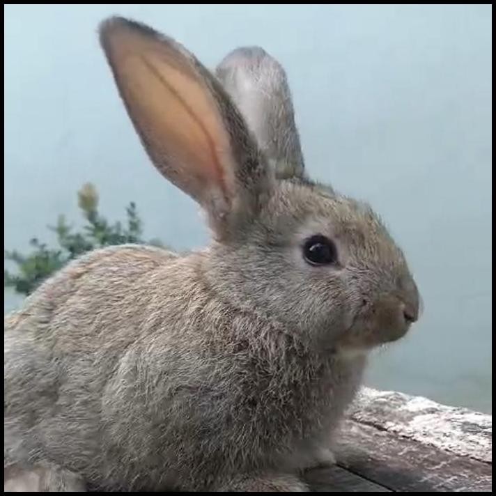 kelinci flamish giant junior coklat